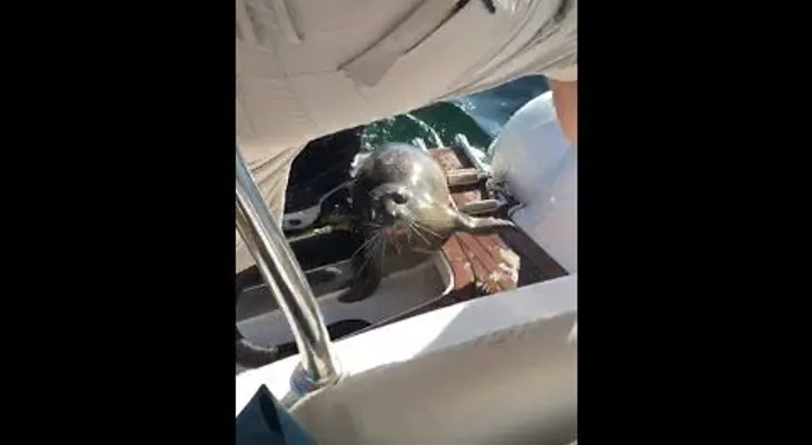 Una foca "burla" a un grupo de ballenas asesinas