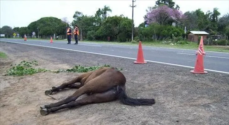 Muere agricultor al chocar con un caballo en Montecristi