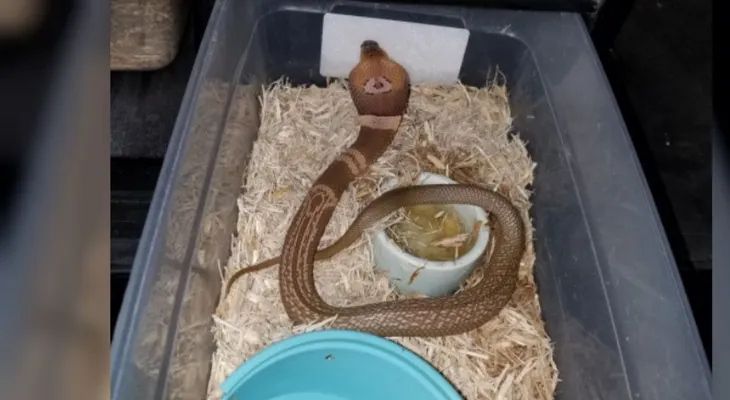 Autoridades buscan a una cobra letal que está suelta en Florida