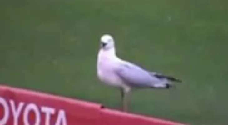 Matan una gaviota, resucita y el estadio la recibe con gritos y aplausos