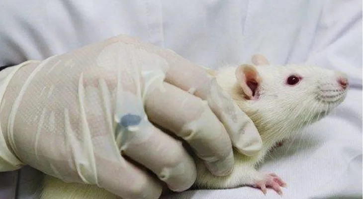 Investigadores logran importante regresión del cáncer de pulmón en ratones