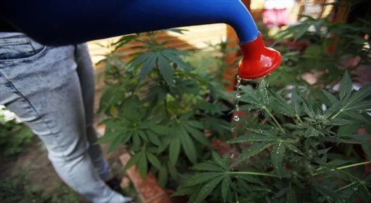 Mamás cultivan marihuana en Chile para medicar a sus hijos 