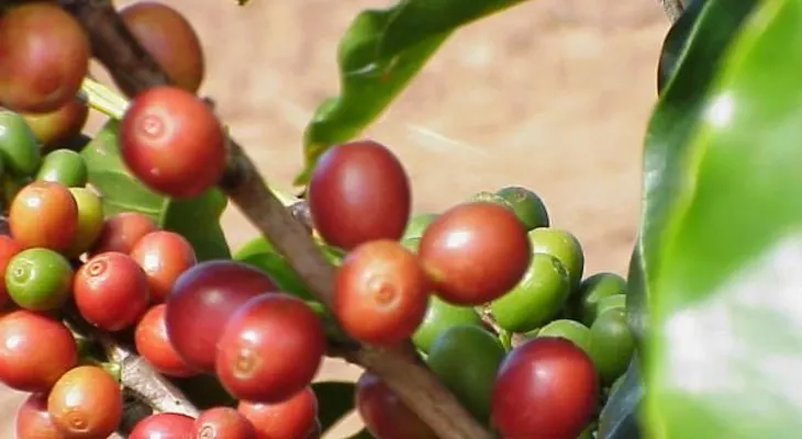 La cafeína puede ayudar a retrasar la pérdida de memoria