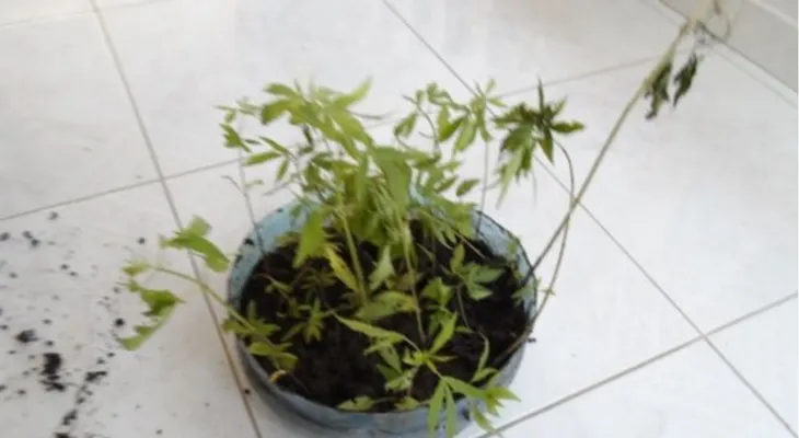 DNCD descubre otra siembra de marihuana en una loma de Baní