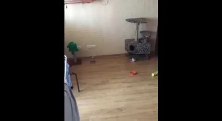 Esto es lo que puede pasar si deja a su gato solo en casa