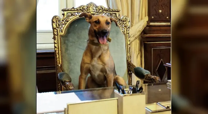 Balcarce, el perro argentino que llegó a la Casa Rosada
