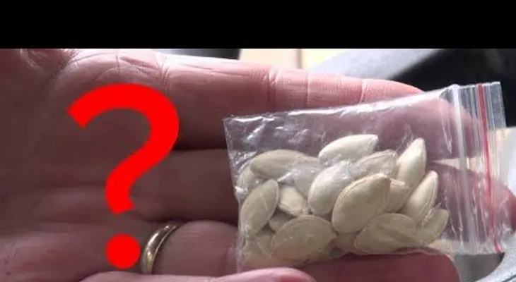 Indagan enigma de misteriosos paquetes con semillas chinas que llegan a hogares de EEUU sin ser solicitados