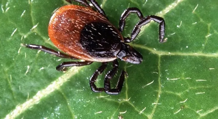Un estadounidense muere al contraer un raro virus que ataca al cerebro