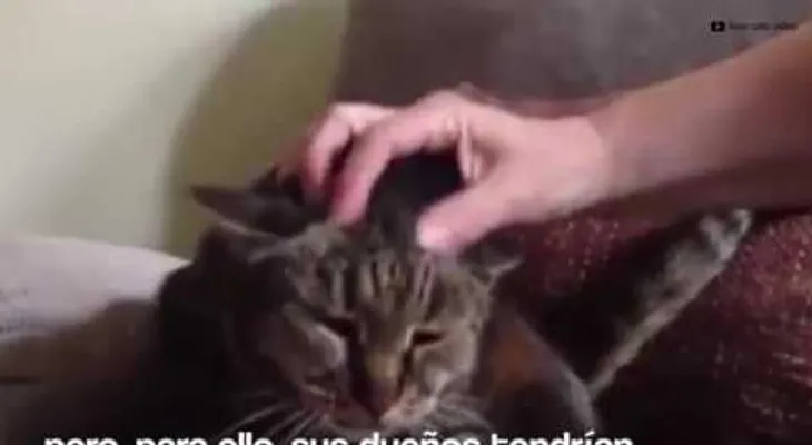 Inscribirán en Records Guinness el gato más viejo del mundo con 31 años (VIDEO)