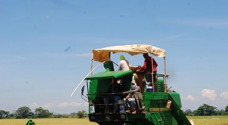 Arroceros piden al Gobierno un plan nacional de respuesta que preserve el empleo rural
