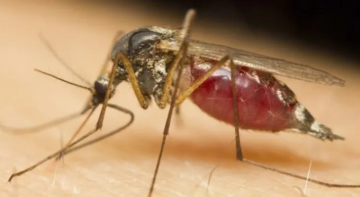 Laboratorio alista para el 2016 vacuna contra el dengue