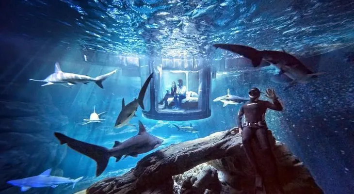 Nuevo alojamiento de Airbnb te ofrece dormir con tiburones en el acuario de París
