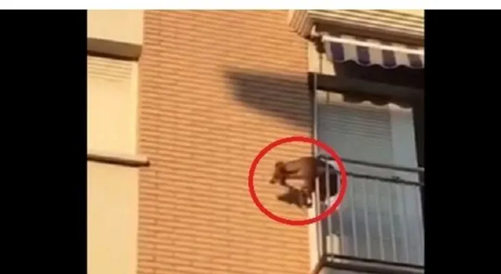 España: Un perro encerrado en un balcón sin agua ni comida cae al vacío al intentar escapar