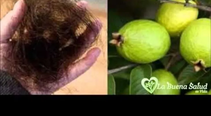Las hojas de guayaba te hacen crecer el pelo como loco (VIDEO)