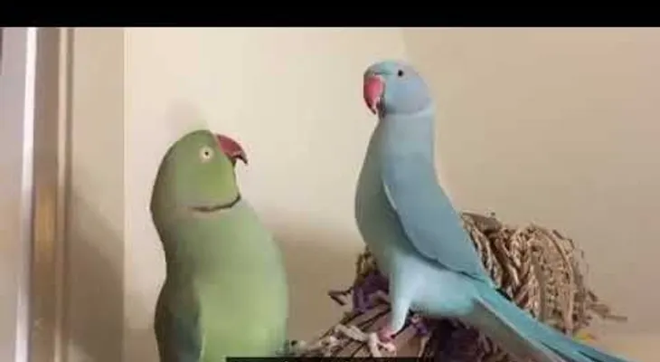 Loros hablan en inglés y es muy GRACIOSO