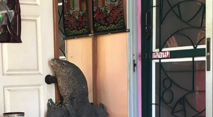 Encuentran un lagarto gigante en la puerta de su casa