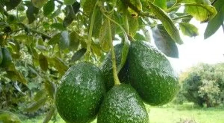  Por qué no me lo dijeron antes; 13 razones para siempre comer aguacate