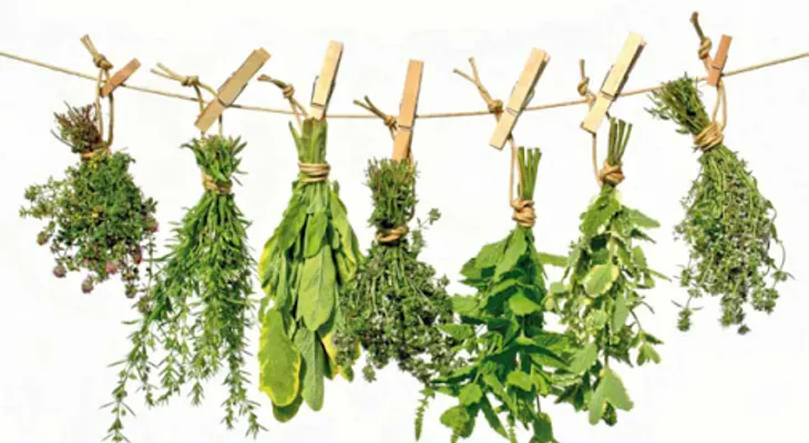 Plantas para la dermatitis, heridas y úlceras, quemaduras, abscesos y forúnculos