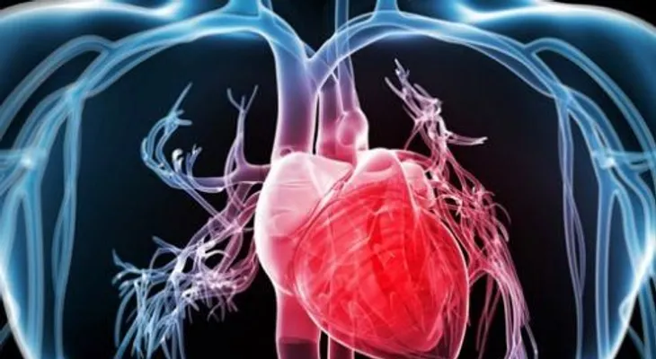  Todo lo que debes conocer sobre el corazón, la bomba del cuerpo; curiosidades