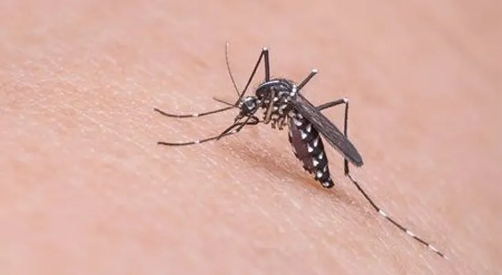 Embarazada se convierte en primer caso autóctono de zika en Bolivia