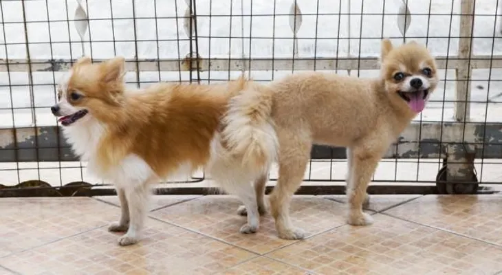 ¿Por qué los perros se quedan pegados después de aparearse?