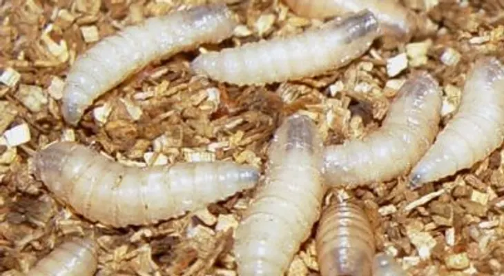 Un gusano facilita investigación de rara enfermedad del sistema nervioso