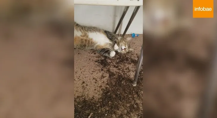 Así quedó un gato luego de comer las plantas de marihuana de su dueña