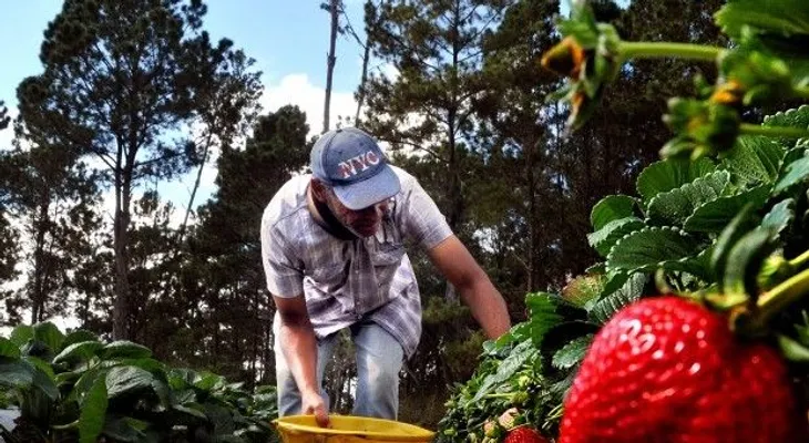 Con financiamiento del Gobierno, productores de fresas logran cosecha millonaria