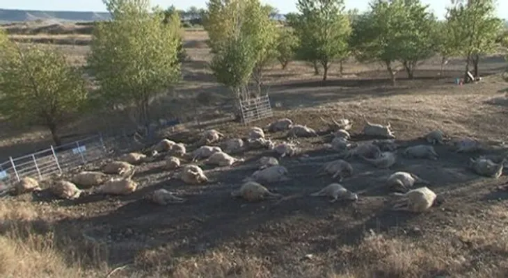 Rayo mata a 134 ovejas en Bolivia 