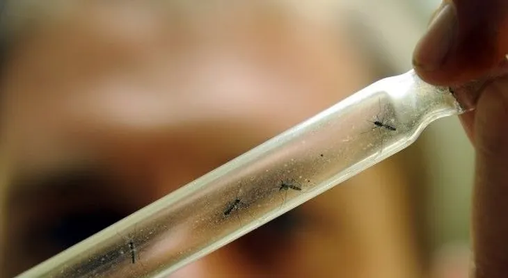 Virus zika es transmitido por mismo mosquito del dengue y chikungunya