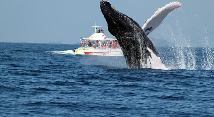 Más de 57 mil turistas visitan a Samaná para observar Ballenas Jorobadas