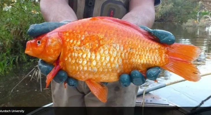 Las monstruosas consecuencias de liberar un pez dorado en el río