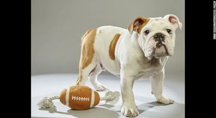 Estos cachorros se robarán el show de medio tiempo en el Super Bowl