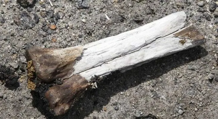 Hallan vestigios de ocupación humana de 4.000 años en excavaciones en Río