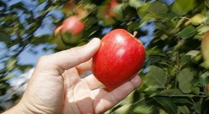 Comer una manzana al día te aleja de la farmacia 
