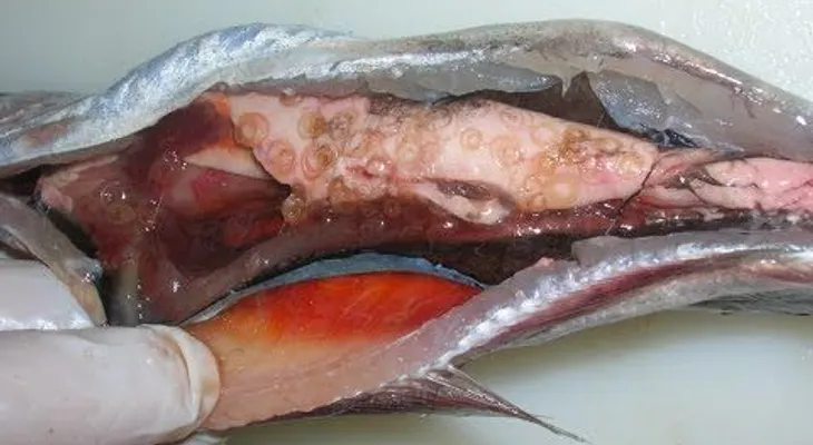 Si te comes este pescado puede morirte..Te asustará la razón (VIDEO)