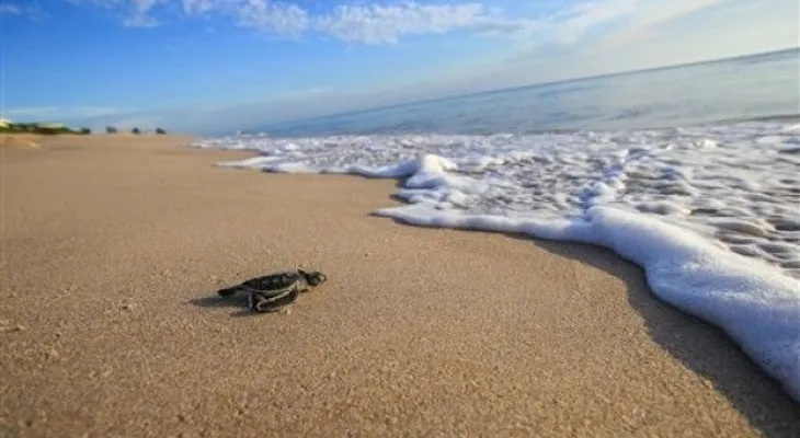 Mujer de Florida arrestada por montar tortuga marina