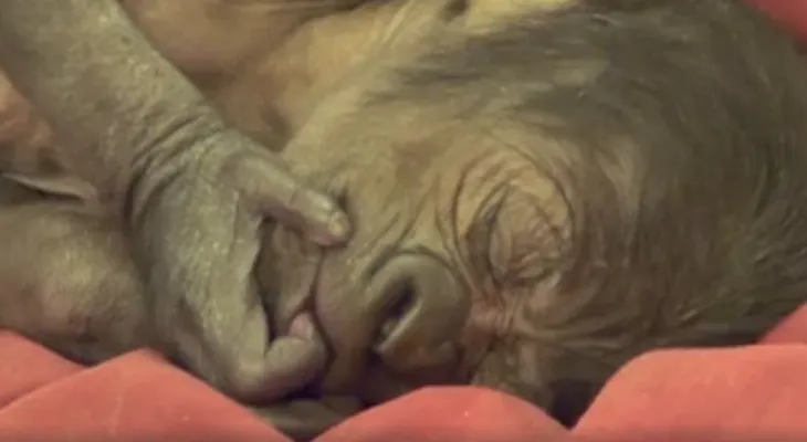 Un bebé gorila nace por cesárea en el zoológico de Bristol