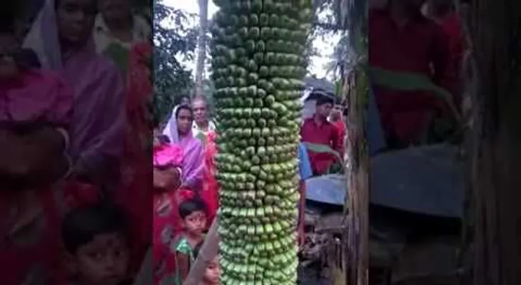 El Racimo de Plátano más grande del mundo