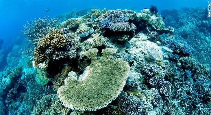La Gran Barrera de Coral de Australia no entró a la lista roja de patrimonios en peligro