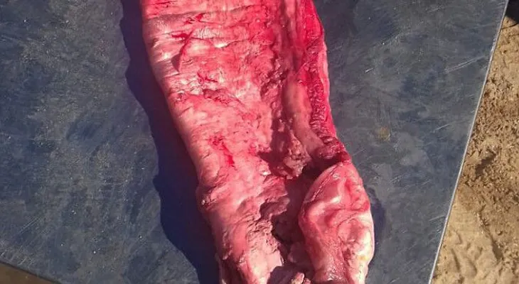 ¿Por qué este pez se cotiza en México más caro que el kilo de cocaína?