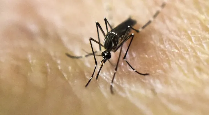Puerto Rico declara el fin de la epidemia del zika