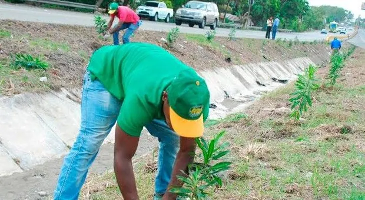 Embellecimiento siembra árboles en carretera