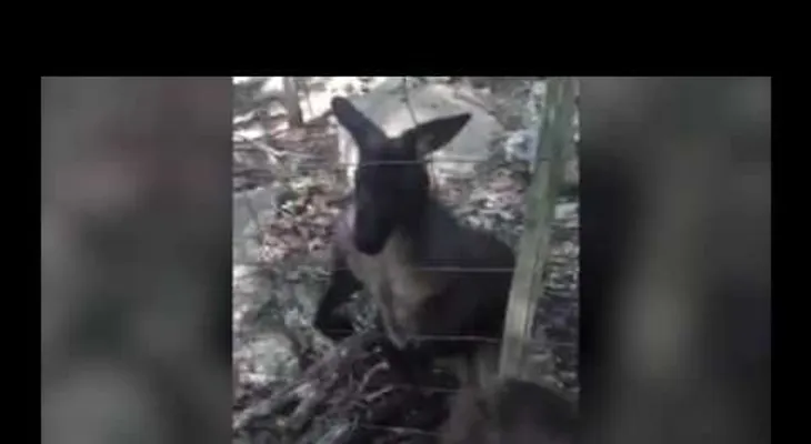 IMAGENES PUEDEN SER FUERTES: Un canguro ataca con violencia a una niña en un parque
