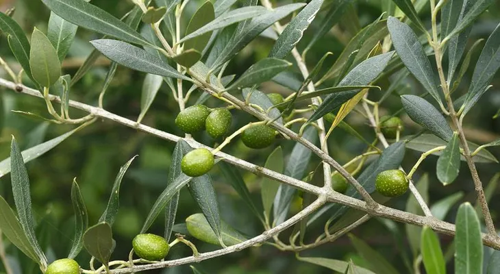No pierdas tiempo y dinero! Trata la diabetes, colesterol, trigliceridos y ulceras con las hojas de esta planta que casi todos botamos