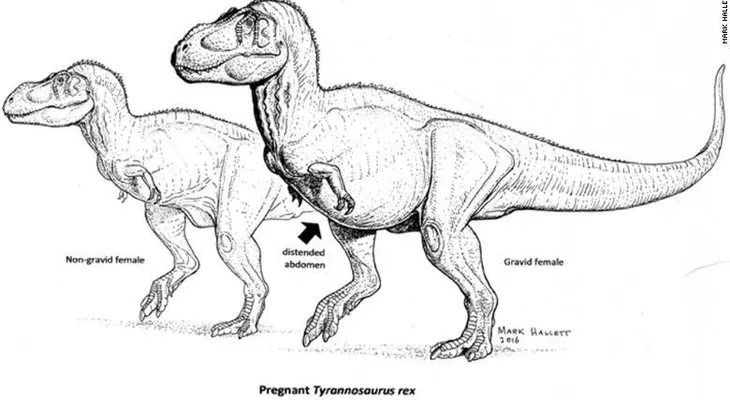 Científicos descubren una Tyrannosaurus rex embarazada