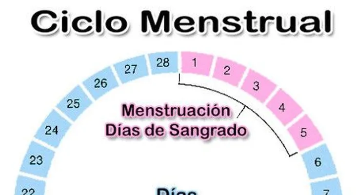 Fases y días fértiles de una mujer