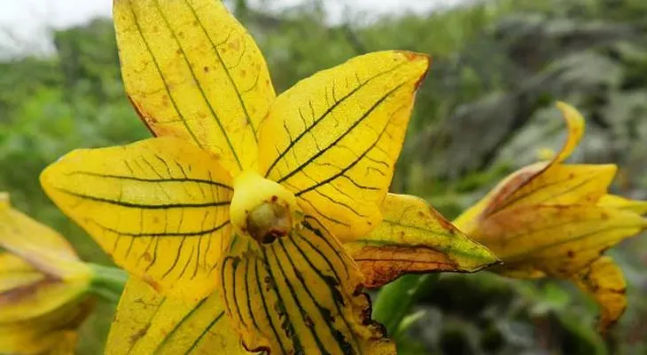 Hallan de nuevo preciosa orquídea se creía extinta desde hace más de 50 años 