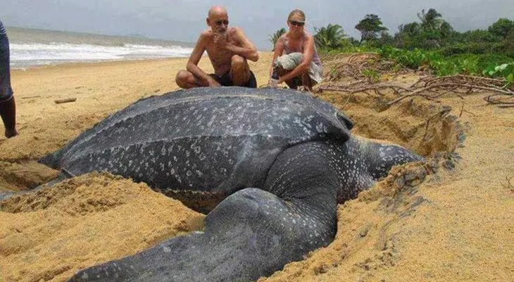 Los científicos, boquiabiertos: Hallan una enorme tortuga de 700 kilos en una playa española 
