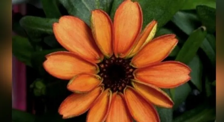 ¡Increíble! Nace la primera flor en el espacio